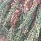 للبيع الفراخ  مجدول السيرمناسب