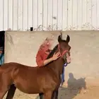 (بيع مهر شعبي)العمر 9شهور الأب ولد الشاهبندر المعود