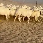غنم حريات جنب دفيع شرط