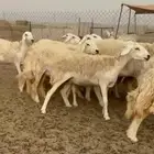 غنم حريات رخال حرش جذعه ثنيه رباع