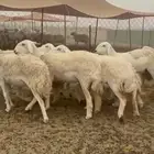 غنم حريات رخال حرش جذعه ثنيه رباع