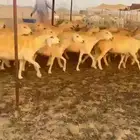 غنم حريات رخال حرش جذعه ثنيه رباع
