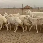 غنم حريات رخال حرش صنف الصنف