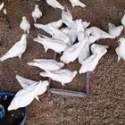 حمام فرنسي منتج