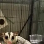 سنجاب طائر شوقر قلايدر كلاسيك