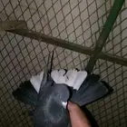 جوز قطايف منتج