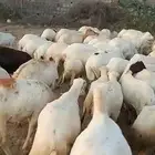 ضان رفيديات دفيع قرايب مضمونه مشروطه العدد 70