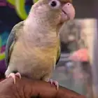 مفقود من حي الهجره أمس الليل