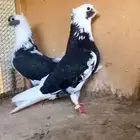 جوز درع مقنبرات معاريف اللببع