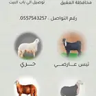 طليان حريه ذبائح
