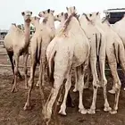جمال مرباء شحم فل