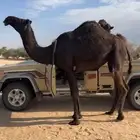 اباعر
