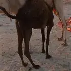 لبيع بكره عمرها 6شهور. على الحليب الموقع العدابه شرق طريب