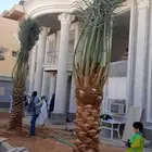 نخل عربي واشنطني خلاص صقعي مجدول برحي سكري هش