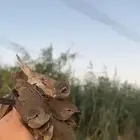 شبك دخل طيور