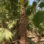 نخي.للبيع.واشنطنياء