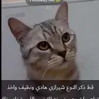 قط ذكر النوع سكوتش هادي ولطيف و له كرتتت