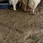 تم البيعع