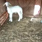 طلي حري العمر 3شهور شرط نضيفه