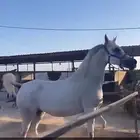 فرس