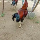 ديك باكستاني للبيع
