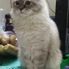 قط مفقود في جده حي الخمرة