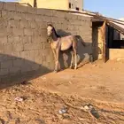 حصان شعبي