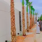 يوجد لدينا نخيل زينه وشنطني