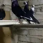 حمام قطيفي درع ومشوشات الجواز منتجه