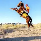 حصان شعبي الاسم برق