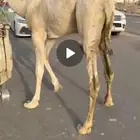 قعدان مغلقة بلدي مستورد فل موقع نجران