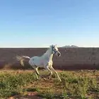 حصان