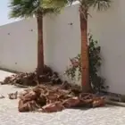 تكريب النخيل الواشنطن والبلدي