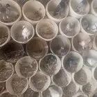 حمام دجاج شبوك للبيع