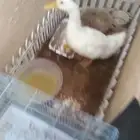 بطه للبيع نشيطه ماشاء الله تاكل الأخضر واليابس