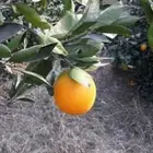 فرصة استثمار واعدة للجادين