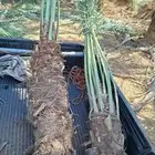 يوجد لدينا جميع انواع النخيل