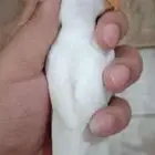 ذكر روز البينو