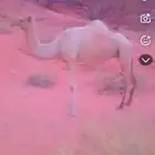 تبوك ناقه ذلول المليحاء للبيع