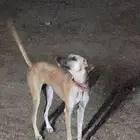 سلقه مخلوط للبيع