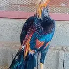 سلام عليكم ورحمه الله العرض لكم جوز