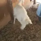 بقيق طريق الرياض كبري صلاصل