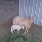 نعجه متبع برخل