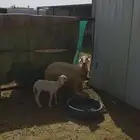 نعجه صفرا متبع
