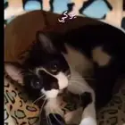 اللي معه مزرعه مكان امن لقططي يفعل خير ويتبناهم
