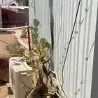 للبيع كرفانه مع اغراضه كرفانه سليمه من العيوب