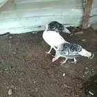 دجاج رومي للبيع في العيدابي