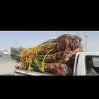 جميع انواع انخيل عربي واشنطني امريكي