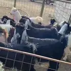 اتيوس للبيع