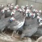 يوجد لدينا دجاج حبشي منتج